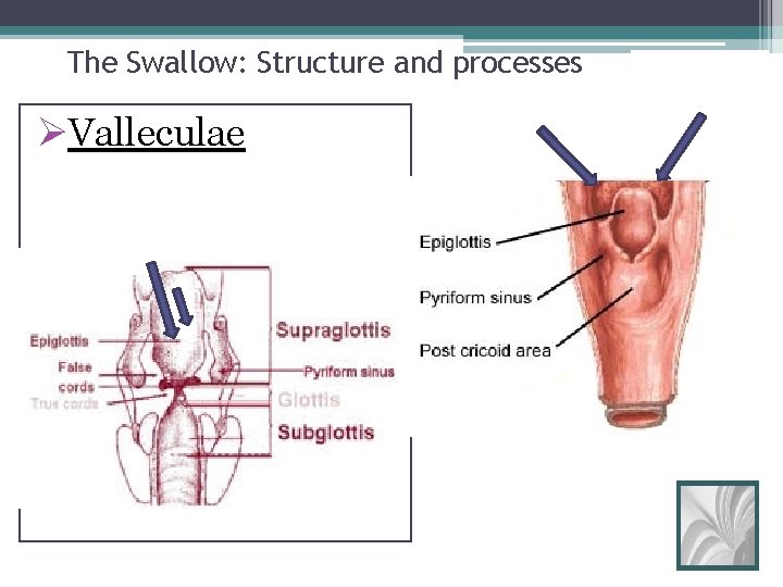 The Swallow: Structure and processes ØValleculae 