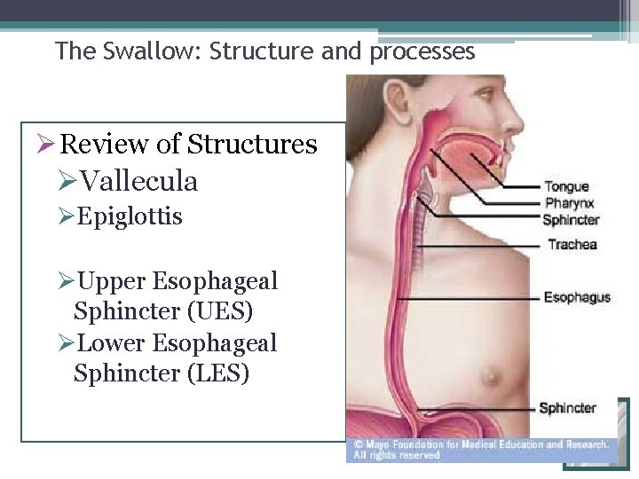 The Swallow: Structure and processes ØReview of Structures ØVallecula ØEpiglottis ØUpper Esophageal Sphincter (UES)