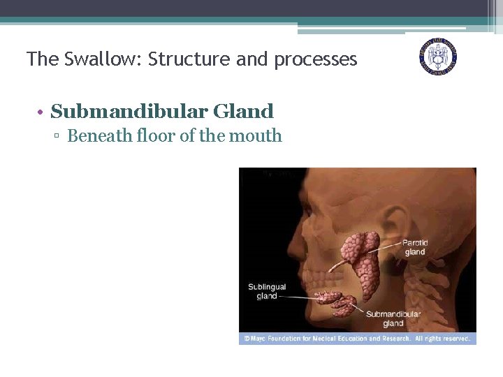 The Swallow: Structure and processes • Submandibular Gland ▫ Beneath floor of the mouth