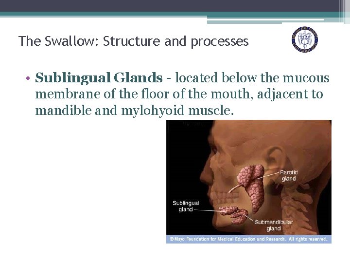 The Swallow: Structure and processes • Sublingual Glands - located below the mucous membrane