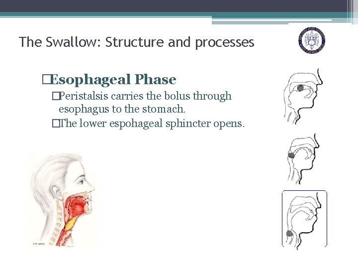 The Swallow: Structure and processes �Esophageal Phase �Peristalsis carries the bolus through esophagus to