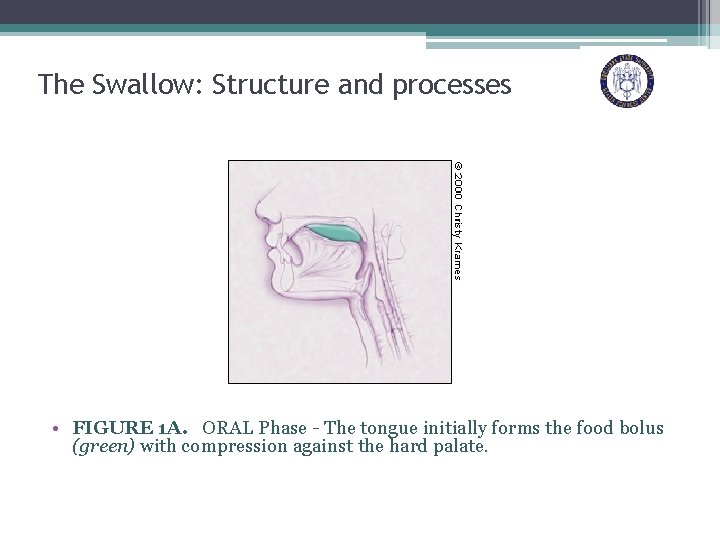 The Swallow: Structure and processes • FIGURE 1 A. ORAL Phase - The tongue