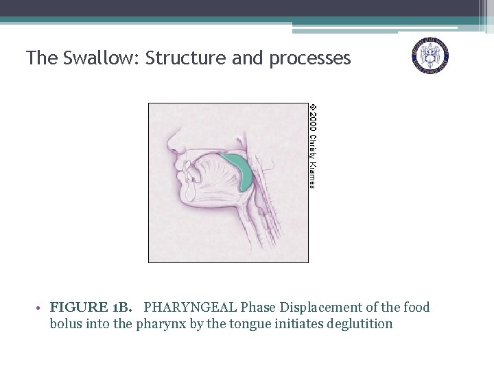 The Swallow: Structure and processes • FIGURE 1 B. PHARYNGEAL Phase Displacement of the