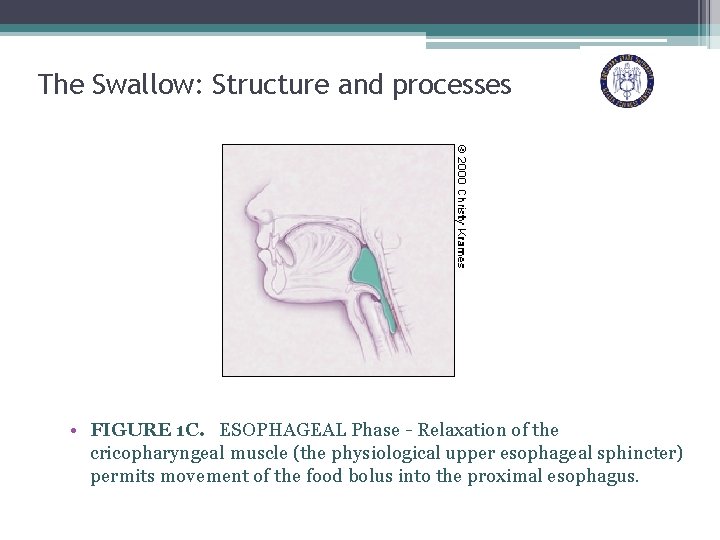 The Swallow: Structure and processes • FIGURE 1 C. ESOPHAGEAL Phase - Relaxation of