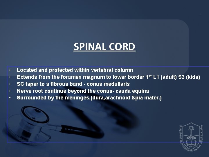 SPINAL CORD • • • Located and protected within vertebral column Extends from the SPINAL CORD • • • Located and protected within vertebral column Extends from the