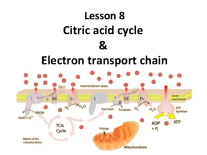 Lesson 8 Citric acid cycle & Electron transport chain 