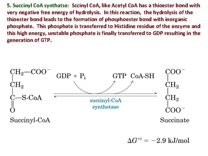 5. Succinyl Co. A synthatse: Sccinyl Co. A, like Acetyl Co. A has a