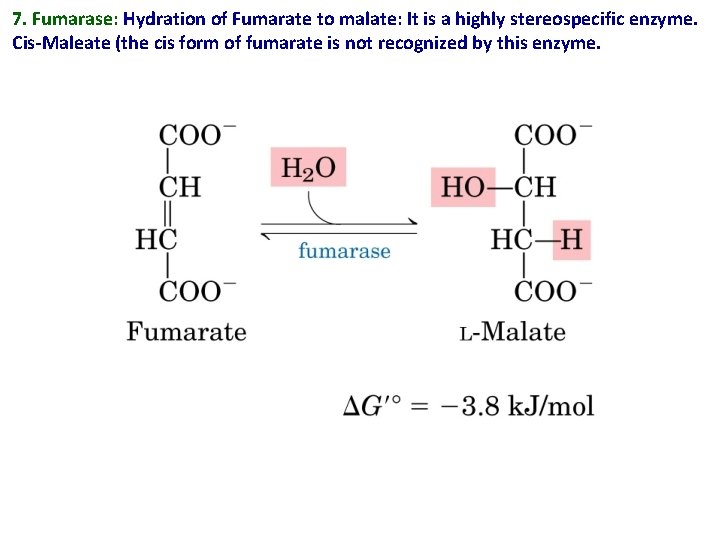 7. Fumarase: Hydration of Fumarate to malate: It is a highly stereospecific enzyme. Cis-Maleate