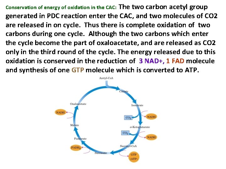 The two carbon acetyl group generated in PDC reaction enter the CAC, and two