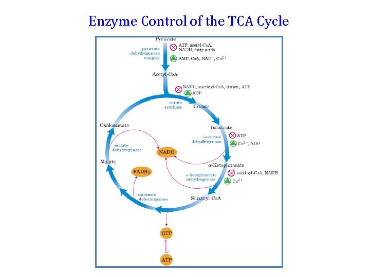 Enzyme Control of the TCA Cycle 