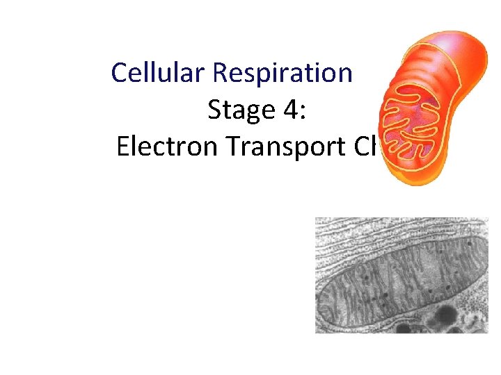 Cellular Respiration Stage 4: Electron Transport Chain 