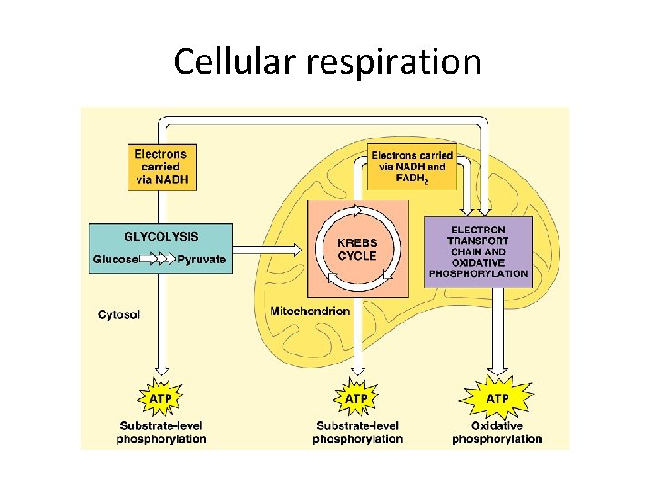 Cellular respiration 