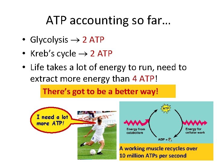 ATP accounting so far… • Glycolysis 2 ATP • Kreb’s cycle 2 ATP •