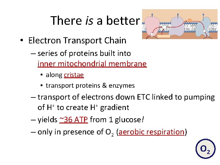 There is a better way! • Electron Transport Chain – series of proteins built