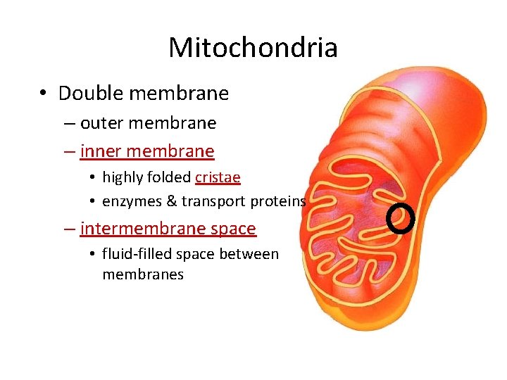 Mitochondria • Double membrane – outer membrane – inner membrane • highly folded cristae