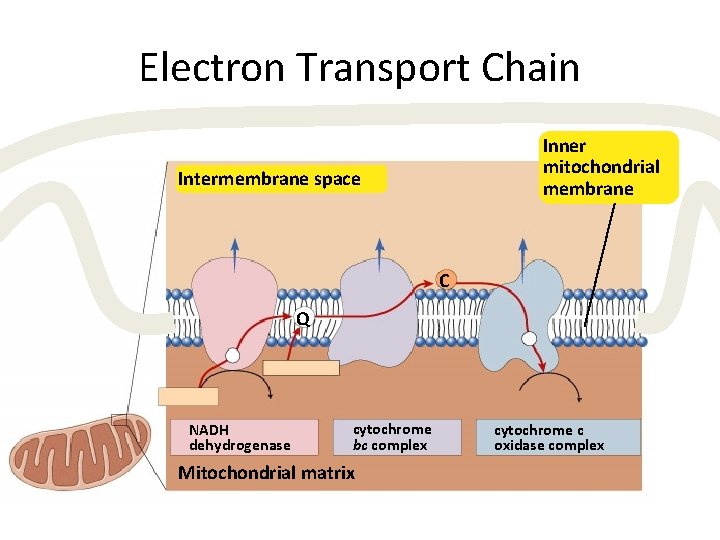 Electron Transport Chain Inner mitochondrial membrane Intermembrane space C Q NADH dehydrogenase cytochrome bc