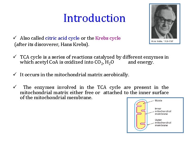 Introduction ü Also called citric acid cycle or the Krebs cycle (after its discoverer,