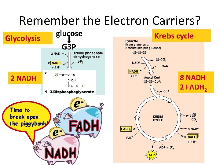 Remember the Electron Carriers? Glycolysis 2 NADH Time to break open the piggybank! glucose