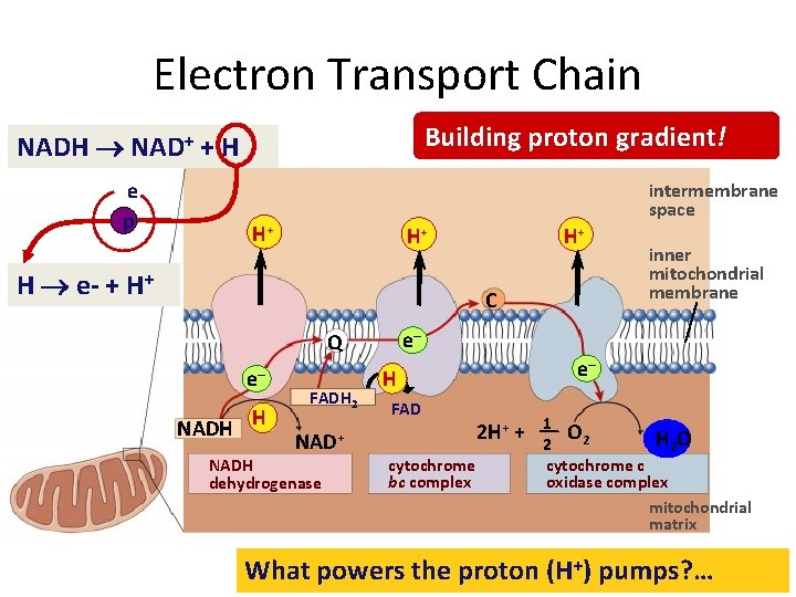 Electron Transport Chain Building proton gradient! NADH NAD+ + H e p intermembrane space