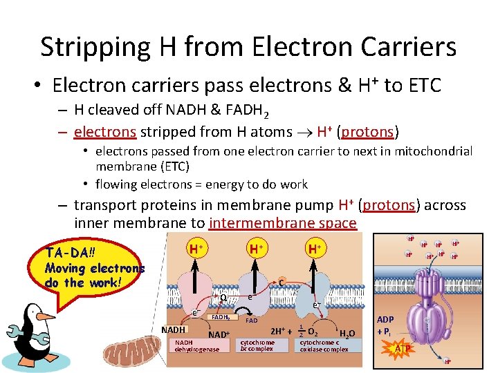 Stripping H from Electron Carriers • Electron carriers pass electrons & H+ to ETC