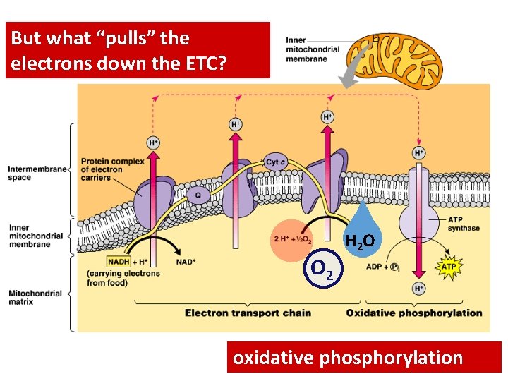 But what “pulls” the electrons down the ETC? O 2 H 2 O oxidative