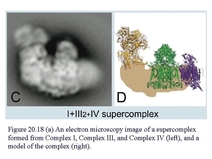 Figure 20. 18 (a) An electron microscopy image of a supercomplex formed from Complex