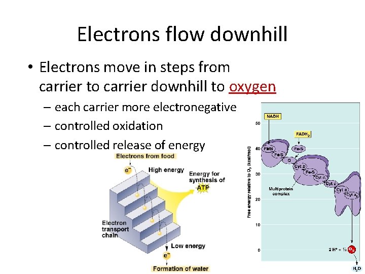 Electrons flow downhill • Electrons move in steps from carrier to carrier downhill to