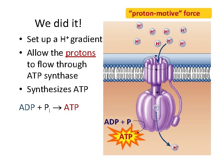 We did it! “proton-motive” force H+ • Set up a H+ gradient • Allow