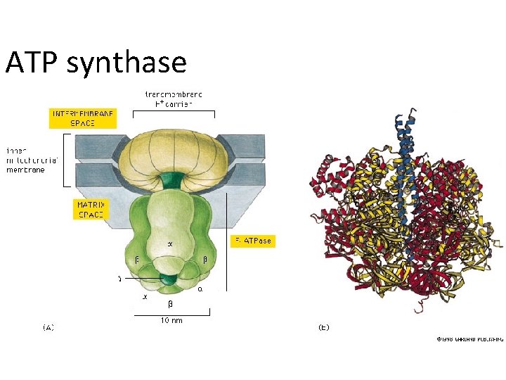 ATP synthase 