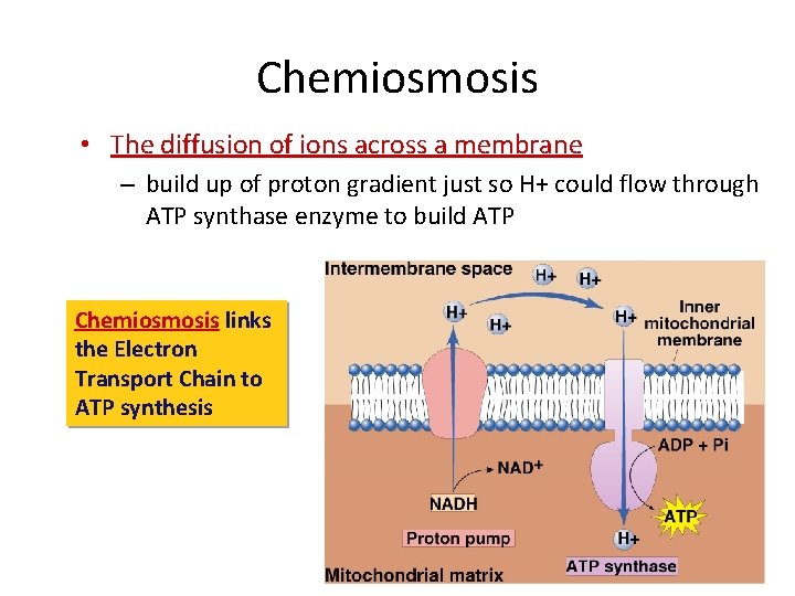 Chemiosmosis • The diffusion of ions across a membrane – build up of proton