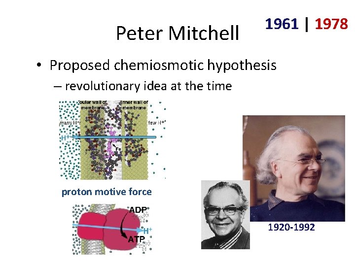 Peter Mitchell 1961 | 1978 • Proposed chemiosmotic hypothesis – revolutionary idea at the