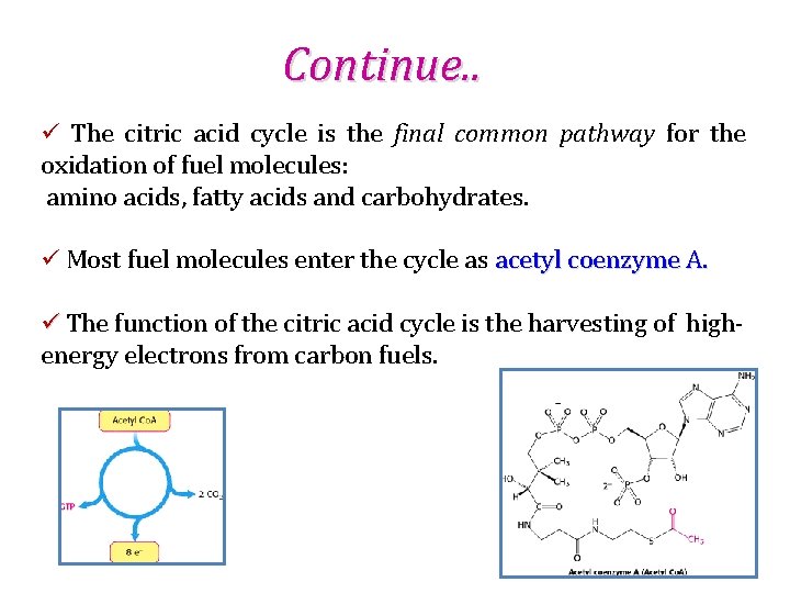 Continue. . ü The citric acid cycle is the final common pathway for the