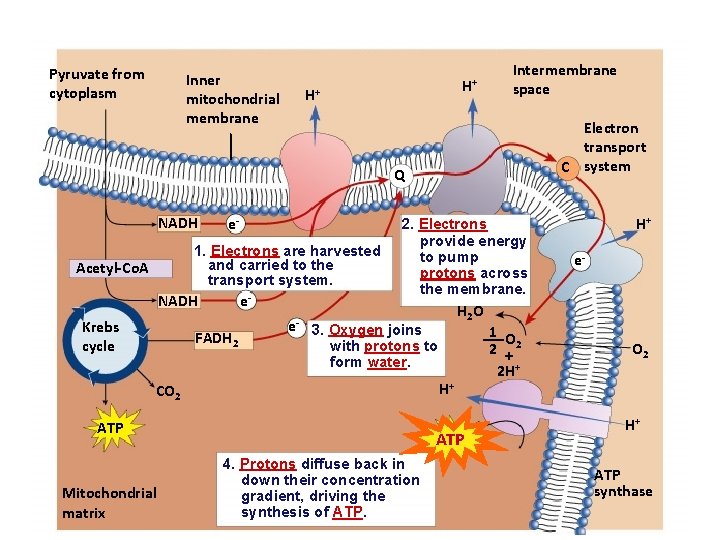 Pyruvate from cytoplasm Inner mitochondrial membrane H+ H+ Intermembrane space Electron transport C system