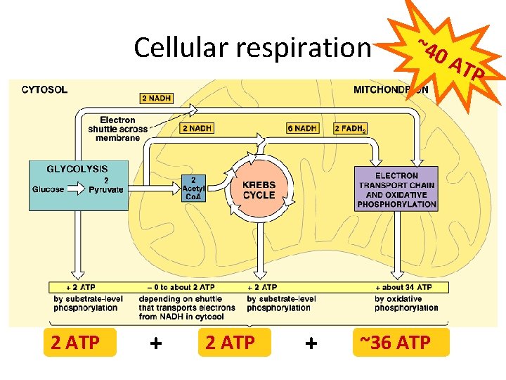 Cellular respiration 2 ATP + ~40 ~36 ATP AT P 