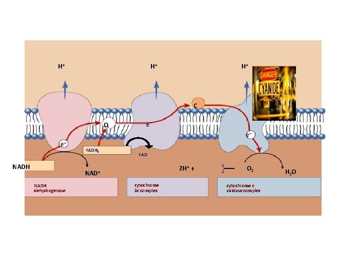 H+ H+ H+ C Q e– e– e– NADH FADH 2 FAD 2 H+