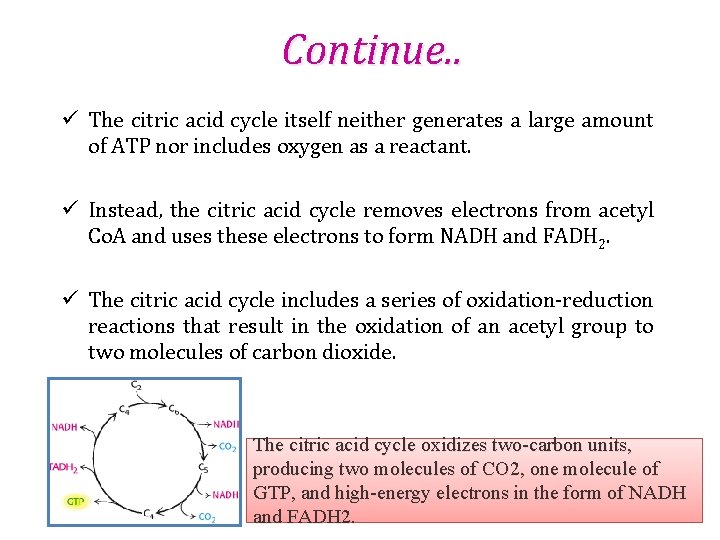 Continue. . ü The citric acid cycle itself neither generates a large amount of