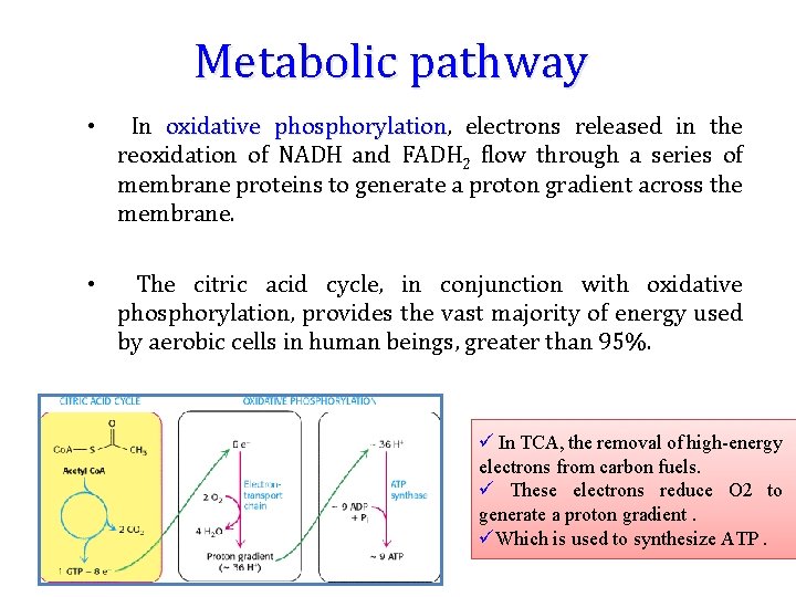 Metabolic pathway • In oxidative phosphorylation, phosphorylation electrons released in the reoxidation of NADH