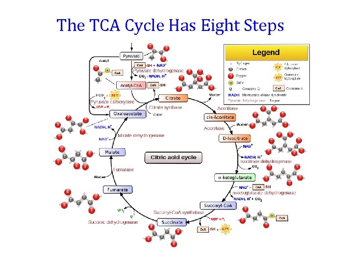 The TCA Cycle Has Eight Steps 