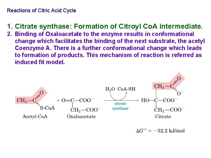 Reactions of Citric Acid Cycle 1. Citrate synthase: Formation of Citroyl Co. A intermediate.