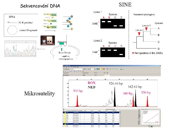 SINE Mikrosatelity 