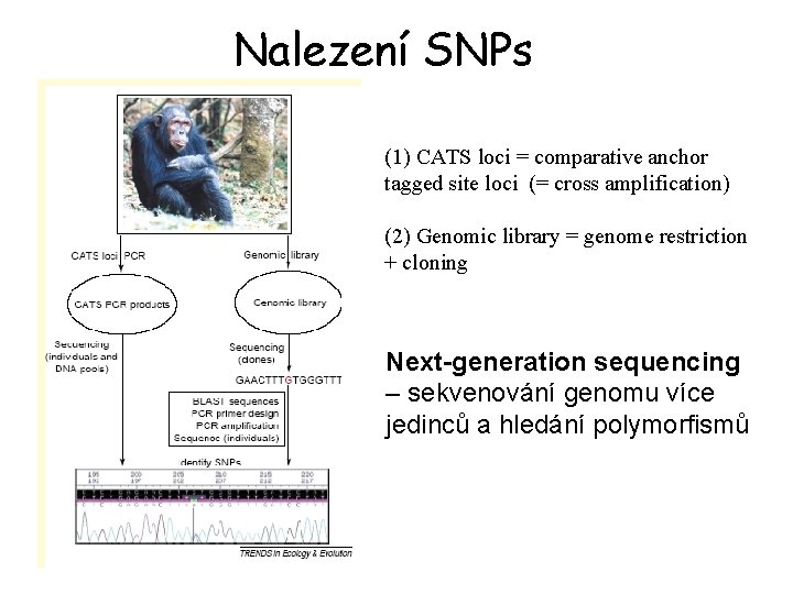 Nalezení SNPs (1) CATS loci = comparative anchor tagged site loci (= cross amplification)