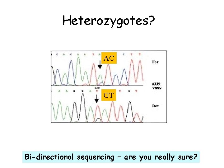 Heterozygotes? AC GT Bi-directional sequencing – are you really sure? 