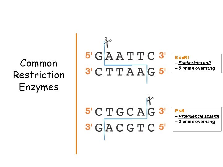 Common Restriction Enzymes Eco. RI – Eschericha coli – 5 prime overhang Pstl –