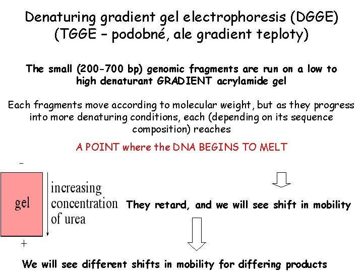 Denaturing gradient gel electrophoresis (DGGE) (TGGE – podobné, ale gradient teploty) The small (200