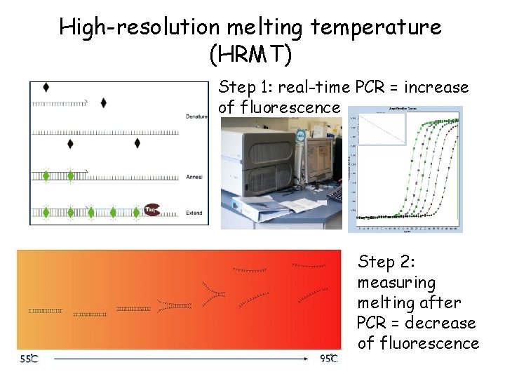 High-resolution melting temperature (HRMT) Step 1: real-time PCR = increase of fluorescence Step 2: