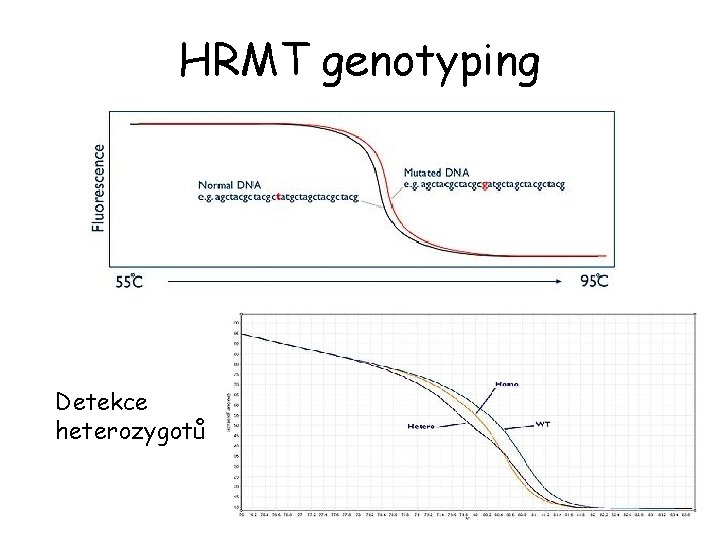 HRMT genotyping Detekce heterozygotů 