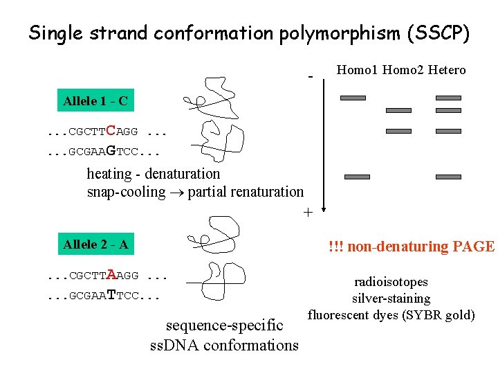 Single strand conformation polymorphism (SSCP) - Homo 1 Homo 2 Hetero Allele 1 -