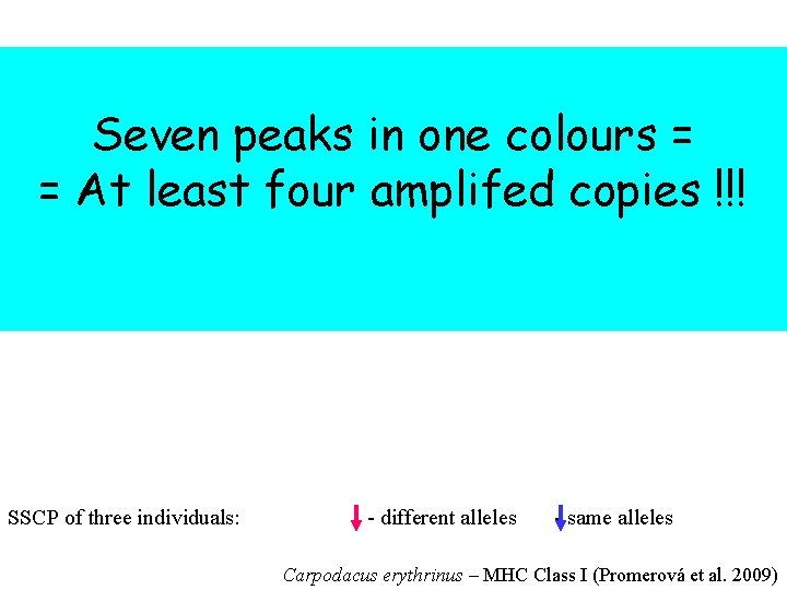 Seven peaks in one colours = = At least four amplifed copies !!! SSCP