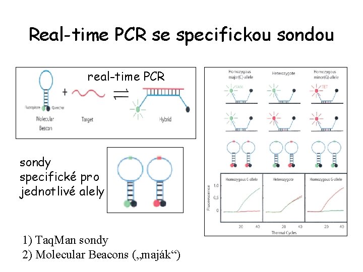 Real-time PCR se specifickou sondou real-time PCR sondy specifické pro jednotlivé alely 1) Taq.