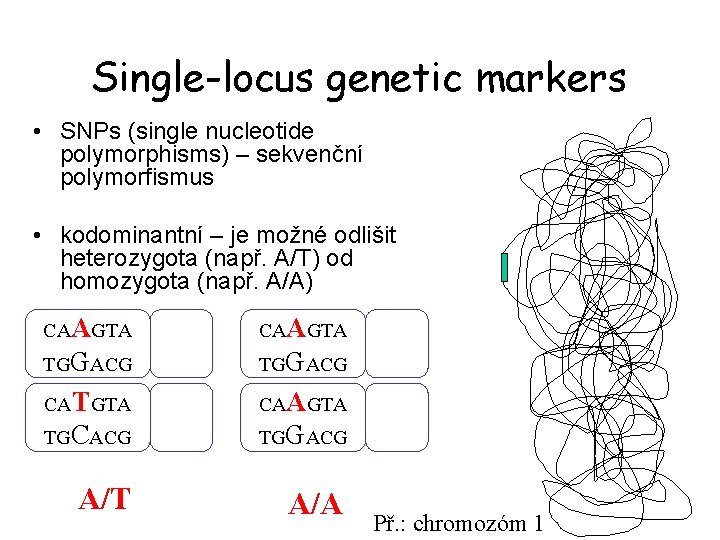 Single-locus genetic markers • SNPs (single nucleotide polymorphisms) – sekvenční polymorfismus • kodominantní –